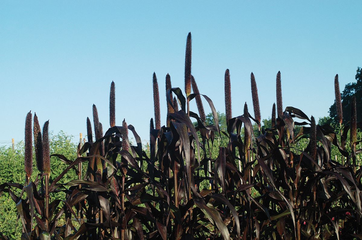 Purple Majesty – Ornamental Grass Seed